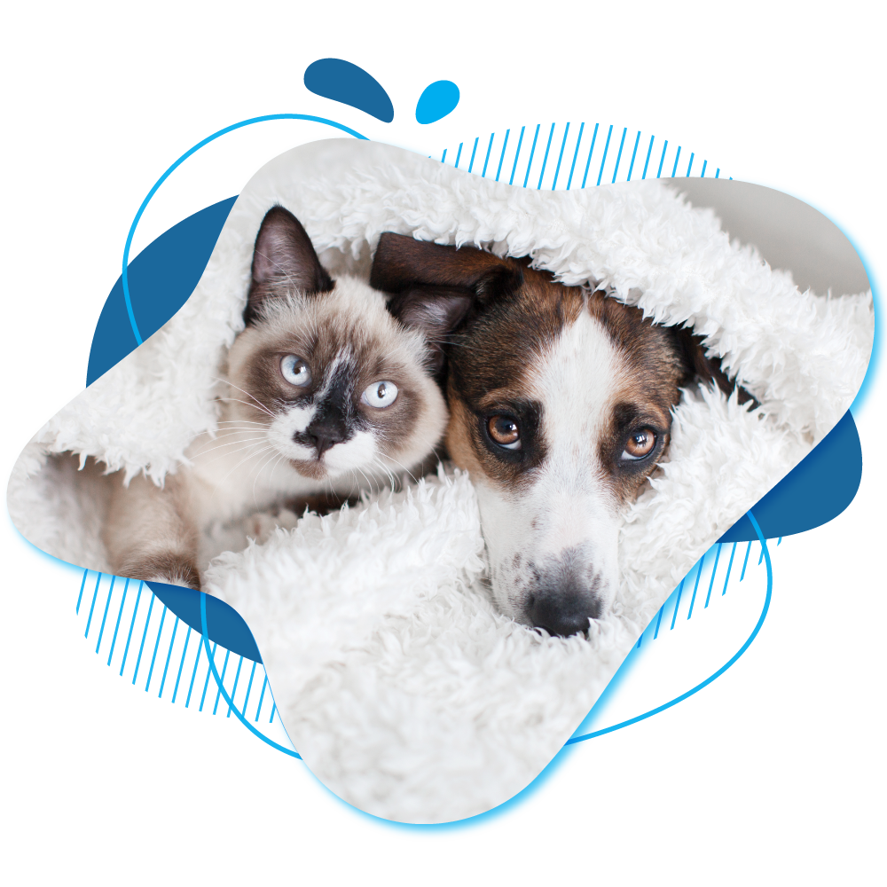 Picture of Dog and Cat Picture of Dog and Cat